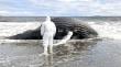 Ballena jorobada varada en Maullín era juvenil: indagan acción humana en muerte del ejemplar