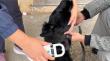 Municipio inicia catastro de animales ante desalojo de Villa El Salar en Antofagasta
