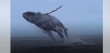 Sigue viralización del video de espectacular salto de ballena jorobada en Mejillones: salióen su totalidad del mar