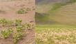 [VIDEO] Así luce el desierto de Iquique con su inusual floración en Playa Palo Buque