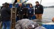 Seremi de Salud fiscaliza desembarco de mariscos en Castro ante vigilancia por marea roja