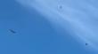 [VIDEO] Sobrevuelo de cóndores en La Calera soprendió a vecinos esta mañana