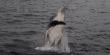 Ecóloga marina UA analiza espectacular salto de ballena jorobada en Mejillones: "Tienen varias explicaciones"