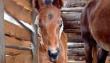 Primer caballo clonado en Chile es hembra y nació en San Fernando