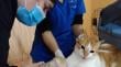 Ancud culminó programa de esterilización con 2.000 mascotas intervenidas