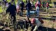 Donan más de 22 toneladas de compost para plazas y parques de Osorno