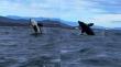 ¡Todo un espectáculo!: captan un grupo de orcas frente a la costa de La Ligua