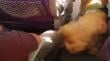 Can  detecta a pasajero que transportaba droga en bus en Ruta A-1 en el sur de Iquique