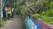 Conaf y Municipio de Castro realizan limpieza preventiva en entorno del Liceo Galvarino Riveros