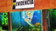 PDI descubre 151 peces fluorescentes vendidos clandestinamente en local de Quilpué