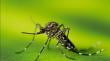 Antofagasta registra el foco N° 20 del mosquito Aedes aegypti cerca del Polideportivo Centenario