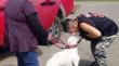 Recuperan en Castro a perrita que había sido hurtada en Dalcahue