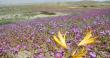 SMA extiende advertencia a 267 mineras para reforzar medidas preventivas ante el Desierto Florido
