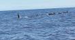 Viralizan video que registra siete orcas durante navegación en costa de Atacama