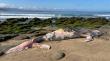 Hallan ejemplar juvenil de ballena jorobada sin vida en la costa de Zapallar
