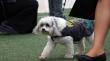 Rita, la perrita que transforma la experiencia escolar de estudiantes en la Escuela La Palma