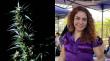 Contraloría habría calificado de “inexcusable” omisión de alcaldesa de La Cruz tras hallazgo de plantas de marihuana