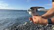 Dos especies poco frecuentes regresan a su hábitat: Liberan en Antofagasta a una golondrina de mar chica y un pollito de mar boreal