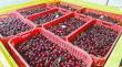 Lluvias primaverales amenazan cosechas y las siembras agrícolas en Ñuble