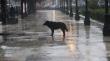 Quillota habilita albergue municipal para animales en situación de calle por sistema frontal