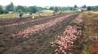 Valor de la papa se mantiene alto por lluvias y hay retraso en plantación