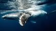 Investigadores de la Universidad de Antofagasta logran inédito seguimiento satelital de una ballena jorobada en Rapa Nui