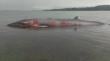 Ancud: Encontraron sin vida a ballena Sei varada en la Reserva Marina Pullinque