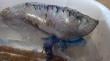 Por la presencia de fragata portuguesa prohíben el baño en playa de Algarrobo