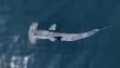Video registra impresionante tiburón martillo nadando en aguas cerca de Mejillones