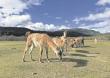 Firman acuerdo para repoblar con guanacos la zona precordillerana
