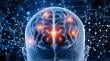 Primer Festival de Neurociencias CerebrUSS 2026 llega a Puerto Montt la próxima semana
