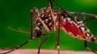 Ante presencia del mosquito Aedes aegypti en Antofagasta: llaman a evitar floreros con agua en cementerios este 1 de noviembre