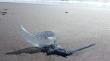 Prohíben el baño en playa de Saavedra por presencia de fragata portuguesa