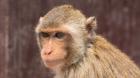Detectan un posible caso de viruela del mono en Florida, EE.UU