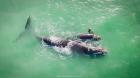 Fotógrafo captó avistamiento de ballena Franca Austral en costa de Antofagasta