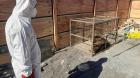Lobo marino llegó hasta una casa en construcción en el sector San Marcos de Talcahuano