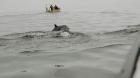 Avistamientos de delfines durante tour científico en Mejillones