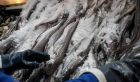 La Araucanía: cinco toneladas de pesca ilegal decomisadas durante controles por Semana Santa