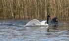 Lobos marinos vuelven a atacar a cisnes en en Santuario de la Naturaleza del Río Cruces