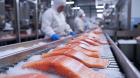 Caída en exportaciones acuícolas aumenta desempleo en Los Lagos