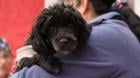 Seis sectores de Antofagasta serán parte de nueva etapa de esterilización y chipeo gratuito