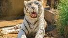 Tras una falla renal aplican eutanasia a tigresa Michelle en el Zoológico de Quilpué