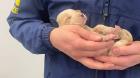 Rescatan a nueve cachorros en Osorno tras denuncia por maltrato animal