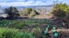 Comenzó la restauración ecológica del Cerro Chepe en Concepción