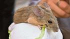 Descubren en Chile bacterias asociadas al ratón orejudo de Darwin que podrían afectar a humanos