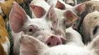 Chile suspende la importación de productos porcinos desde toda España