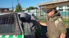Detienen a dos individuos que asaltaron a conductora en sector Ovejería de Osorno