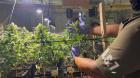 [FOTOS] Desmantelan laboratorio clandestino de marihuana en Quintero