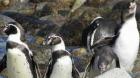 Tribunal Ambiental descarta responsabilidad de complejo náutico en disminución de pingüinos en islote de Algarrobo