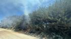 Emergencias y Conaf trabajan en extinción de fuego en árboles en Panitao